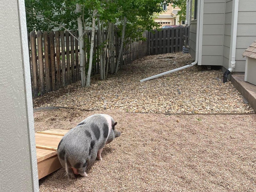 Bare gravel side yard with a pot-bellied pig standing on the stones beside a wooden ramp