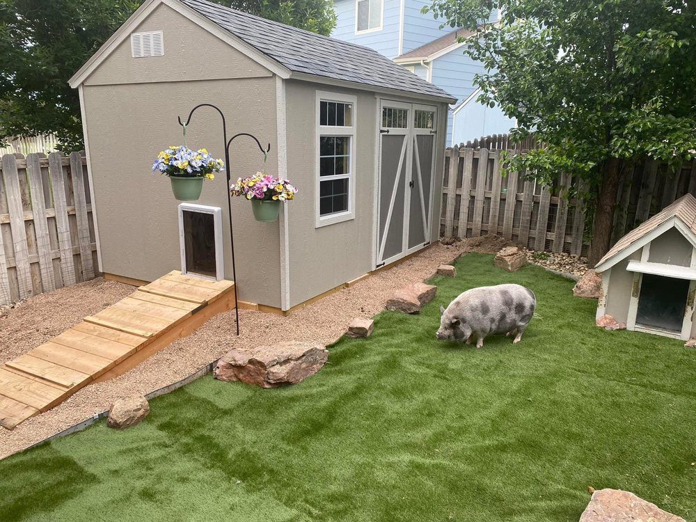 The same back yard laid with reclaimed sports-field turf, the pig grazing on the green