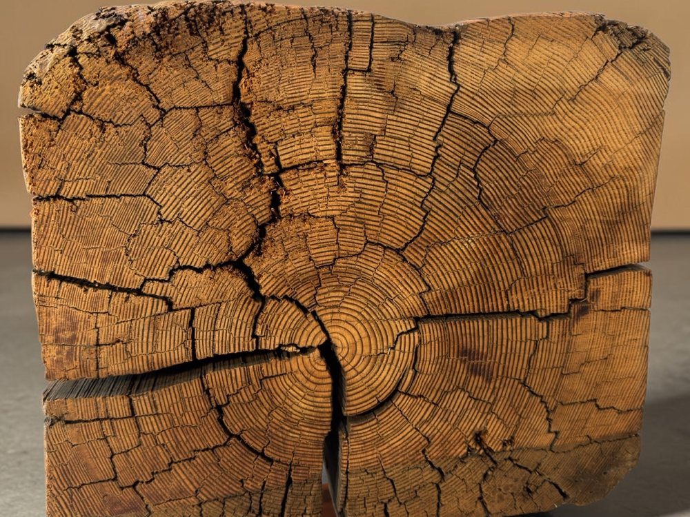Squared end of a 1911 ice house fir beam, growth rings tight enough to count and drying checks running out through them