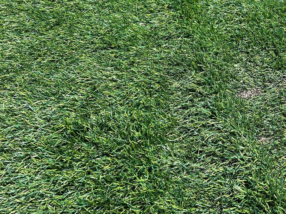 Rolls of reclaimed sports-field turf stacked in the Denver yard