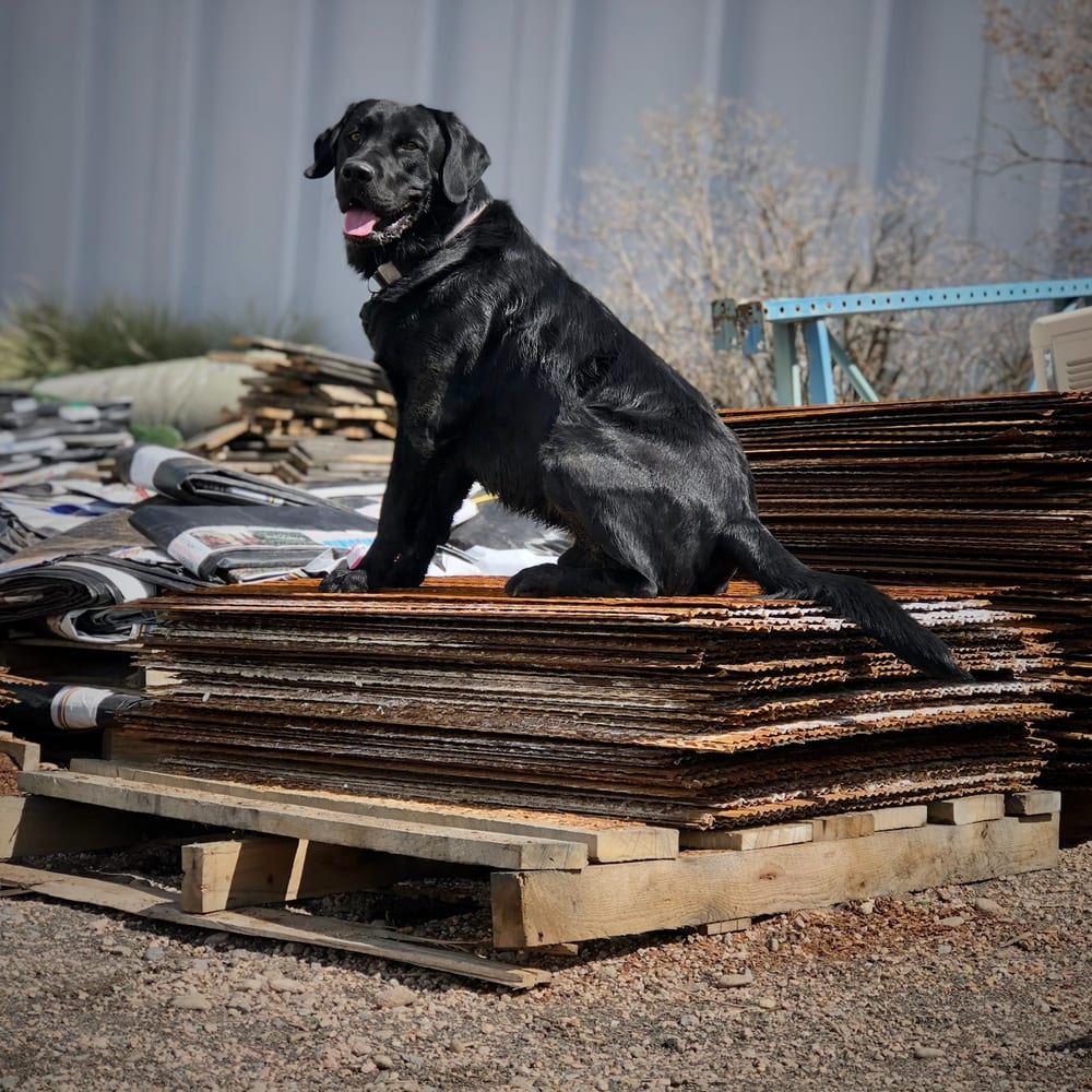 Bloo, a black labrador, standing on a stacked pallet of coal-fired steel sheets in the yard, billboard tarps behind him
