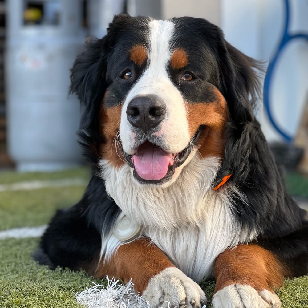 Glacier, a Bernese mountain dog, lying on a piece of reclaimed athletic turf outside the warehouse, a yard line running under his paws